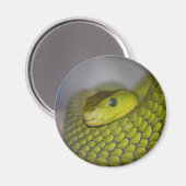 Green Mamba Magnet (Vorderseite/Rückseite)