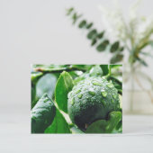 Green Meyer Lemon Postkarte (Stehend Vorderseite)