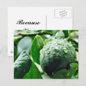 Green Meyer Lemon Postkarte (Vorne/Hinten)