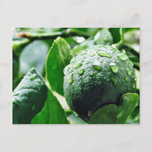 Green Meyer Lemon Postkarte