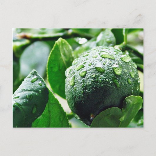 Green Meyer Lemon Postkarte (Vorderseite)