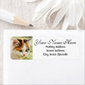 Green-mit Augen Calico Kitten Rücksendeadresse (Insitu)