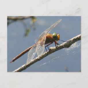 Green Mit Augen Hawker Dragonfly Nah Up DIY Postka Postkarte