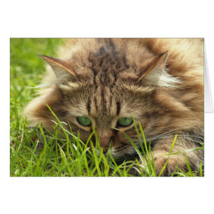 Green Mit Augen Hunter