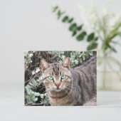 Green mit Augen Tabby Cat Postkarte (Stehend Vorderseite)