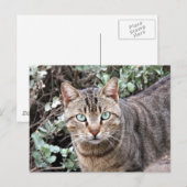 Green mit Augen Tabby Cat Postkarte (Vorne/Hinten)