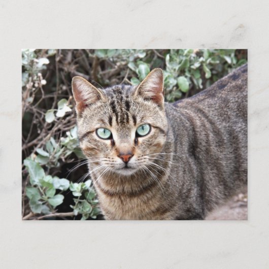 Green mit Augen Tabby Cat Postkarte (Vorderseite)
