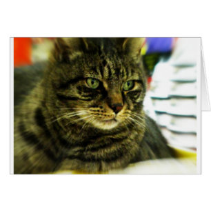 Green Mit Augen Tabby Face