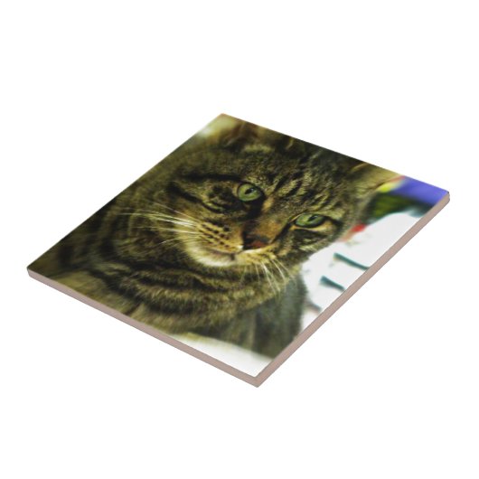 Green Mit Augen Tabby Face Fliese (Seite)