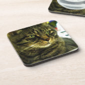 Green Mit Augen Tabby Face Untersetzer (Linke Seite)