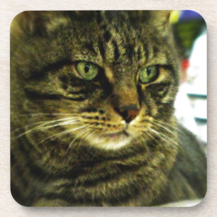 Green Mit Augen Tabby Face Untersetzer