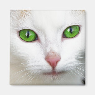 Green Mit Augen White Cat Magnet