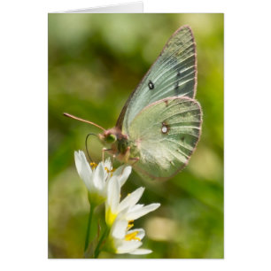 Green Moth on False Knolic Apparel and Gifts