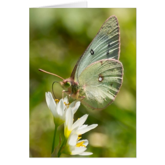 Green Moth on False Knolic Apparel and Gifts (Vorne)