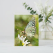 Green Moth on False Knolic Apparel and Gifts Postkarte (Stehend Vorderseite)