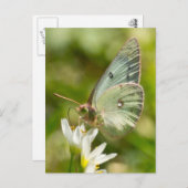 Green Moth on False Knolic Apparel and Gifts Postkarte (Vorne/Hinten)