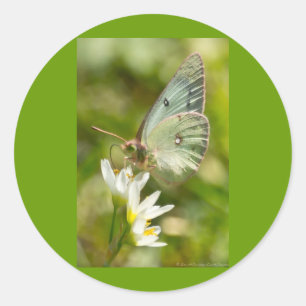 Green Moth on False Knolic Apparel and Gifts Runder Aufkleber