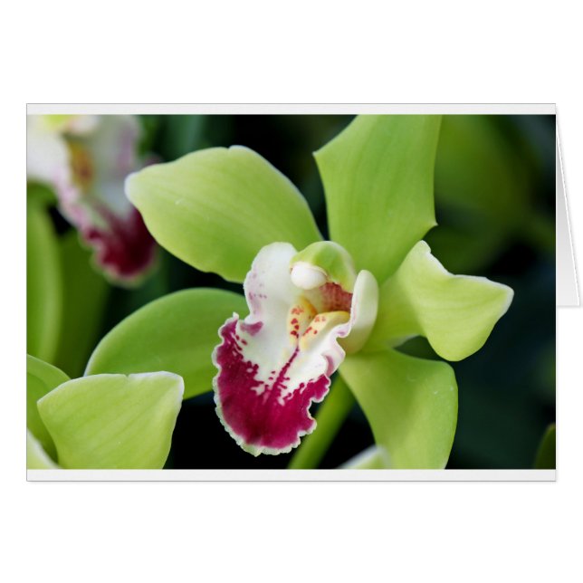 Green Orchid (Vorderseite (Horizontal))