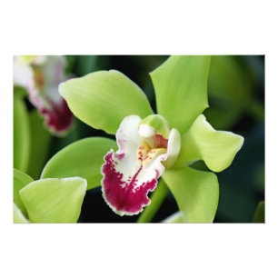 Green Orchid Fotodruck
