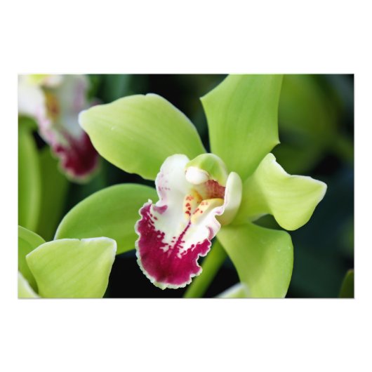 Green Orchid Fotodruck (Vorne)