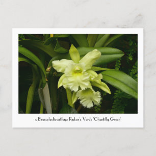 Green Orchids Collectious Postcard Postkarte