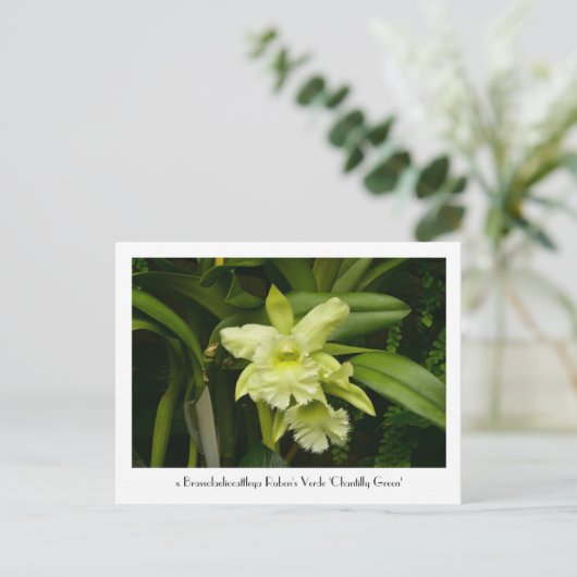 Green Orchids Collectious Postcard Postkarte (Stehend Vorderseite)