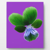 Green Pansy Plaque Fotoplatte (Vorderseite)
