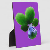 Green Pansy Plaque Fotoplatte (Seite)