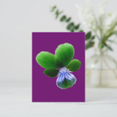 Green Pansy Postcard Postkarte (Stehend Vorderseite)