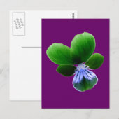 Green Pansy Postcard Postkarte (Vorne/Hinten)
