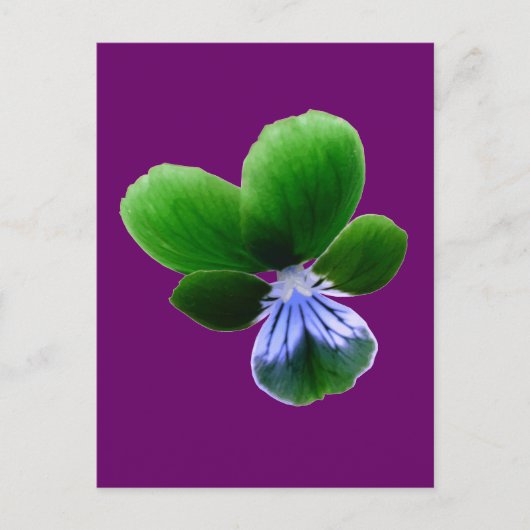 Green Pansy Postcard Postkarte (Vorderseite)