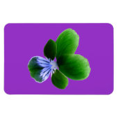 Green Pansy Premium Magnet (Horizontal)