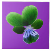 Green Pansy Tile Fliese (Vorderseite)