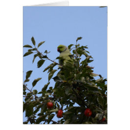 Green Parakeet