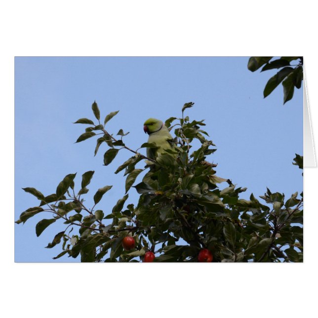 Green Parakeet (Vorderseite (Horizontal))