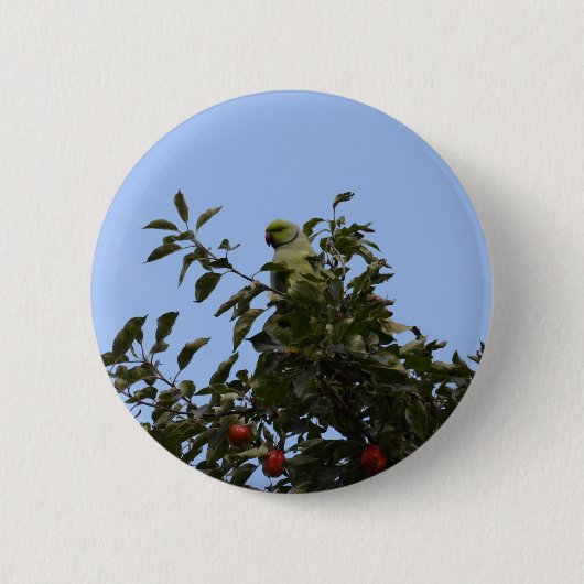 Green Parakeet Button (Vorderseite)