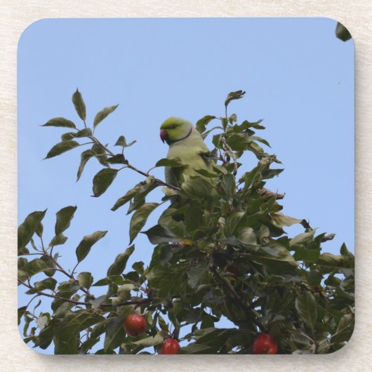 Green Parakeet Getränkeuntersetzer (Vorderseite)