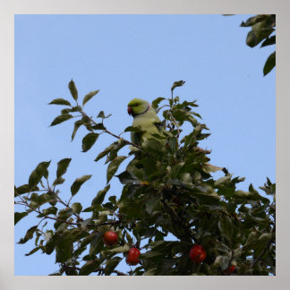 Green Parakeet Poster