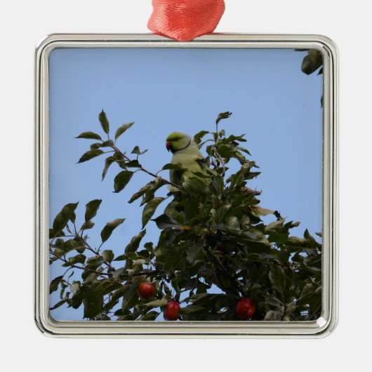 Green Parakeet Silbernes Ornament (Vorne)