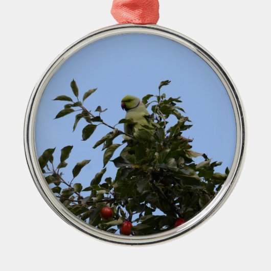 Green Parakeet Silbernes Ornament (Vorne)