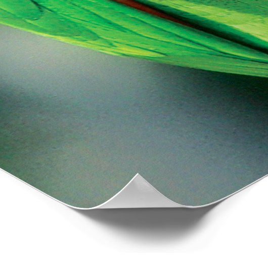 Green Parrot Bird Poster Print (Ecke)
