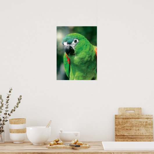 Green Parrot Bird Poster Print (Küche)
