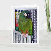 Green Parrot Portrait Karte (Vorderseite)