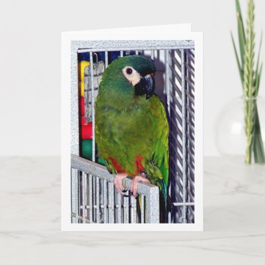 Green Parrot Portrait Karte (Vorderseite)