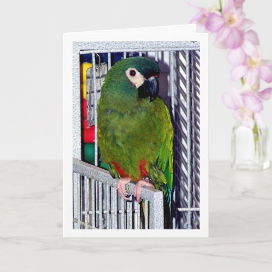 Green Parrot Portrait Karte (Orchidee)