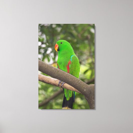 Green Parrot Portrait Leinwanddruck (Vorderseite)