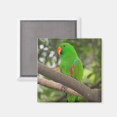 Green Parrot Portrait Magnet (Vorderseite/Rückseite)