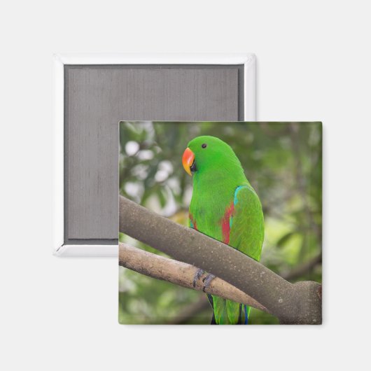 Green Parrot Portrait Magnet (Vorderseite/Rückseite)