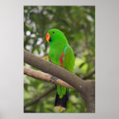 Green Parrot Portrait Poster (Vorne)