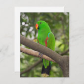 Green Parrot Portrait Postkarte (Vorne/Hinten)